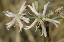 Silene sennenii