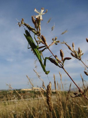 Silene sennenii